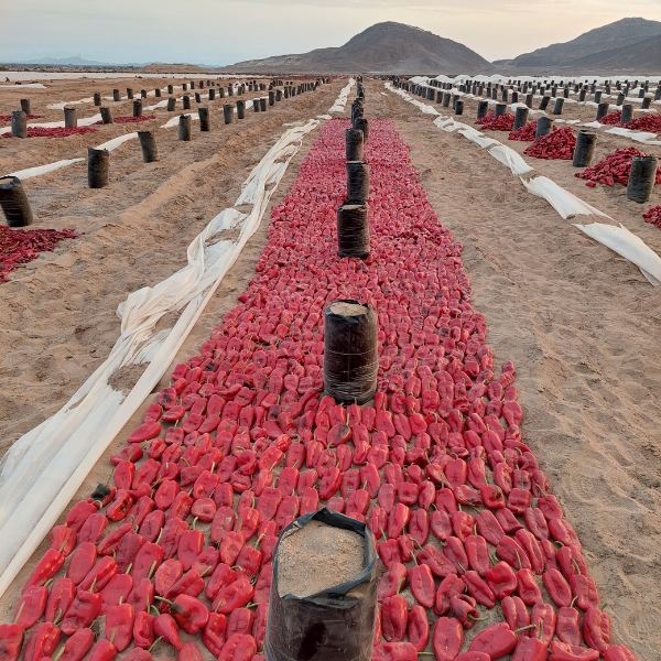 proyecto-de-siembra-y-cosecha-de-aji