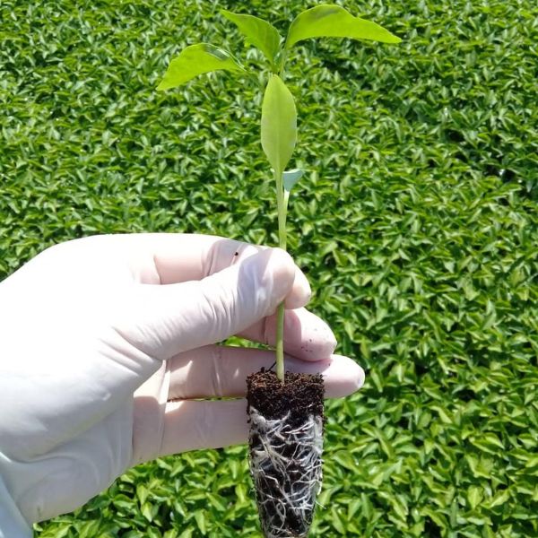 proyecto-integral-de-agricultura